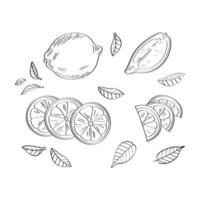 motif citron. illustration vectorielle isolée sur fond blanc. vecteur