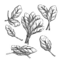 ensemble de feuilles vertes d'épinards croquis vecteur dessiné à la main