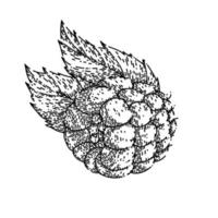 framboise berry croquis vecteur dessiné à la main