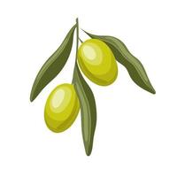 illustration vectorielle de dessin animé vert olive vecteur