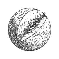 melon cantaloup croquis vecteur dessiné à la main