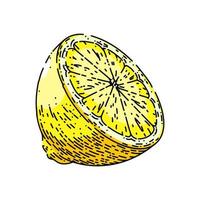 coupe citron croquis vecteur dessiné à la main