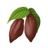 vecteur de dessin animé de fève de cacao