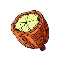 croquis de fèves de cacao vecteur dessiné à la main