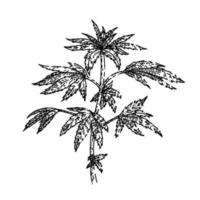 croquis de plante de cannabis vecteur dessiné à la main