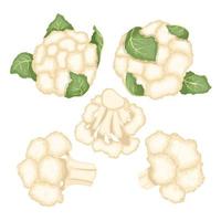 ensemble de nourriture blanche de chou-fleur illustration vectorielle de dessin animé vecteur