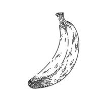 banane fruits croquis vecteur dessiné à la main