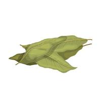 illustration de vecteur de dessin animé plante feuille de laurier