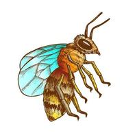couleur rayé abeille volant insecte animal côté vue vecteur