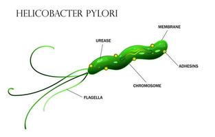 illustration de l'anatomie des cellules d'helicobacter pylori vecteur