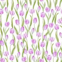 tulipes roses aquarelle transparente motif fleurs de printemps pour la décoration vecteur