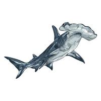 requin marteau, poissons marins de la vie sauvage - vecteur
