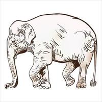 illustration vectorielle de gravure éléphant sur fond blanc vecteur