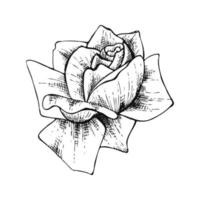 illustration de fleur rose dessin au trait dessiné à la main isolé sur fond blanc vecteur