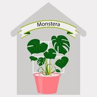 monstera dans un pot de fleurs sur le fond d'une maison avec une fenêtre. illustration vectorielle de plante d'intérieur pour la décoration intérieure de la maison ou du bureau. fleur de chambre dans un style plat. vecteur