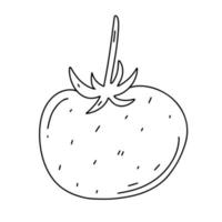 tomate dans un style doodle dessiné à la main. nourriture écologique biologique. Isolé sur le fond blanc. illustration vectorielle pour affiche, étiquette, menu, web. illustration vectorielle de tomate dessinés à la main. vecteur