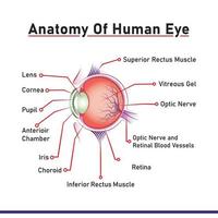 anatomie de l'illustration de l'œil humain avec le nom des parties vecteur