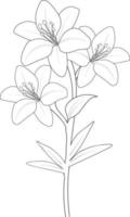 croquis facile d'art de fleur de lys, bouquets d'art en ligne d'illustration florale dessinée à la main, griffonnage zentangle, page de coloriage de dessin de tatouage et collection botanique de clip art d'image isolée de livre, art vectoriel