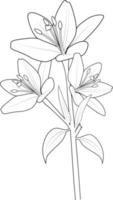 branche de fleurs de lys fleur dessin à la main illustration vectorielle éléments de design vintage bouquet collection naturelle florale, livre de coloriage de fleur de lys pour adultes et enfants. vecteur