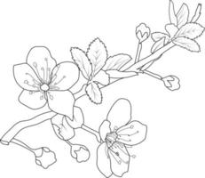 fleurs de cerisier fleurs livre de coloriage pour enfants plantes dessinées à la main floraison nature gravure à l'encre vecteur