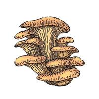champignon pleurotus croquis vecteur dessiné à la main