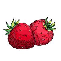 fraise croquis vecteur dessiné à la main