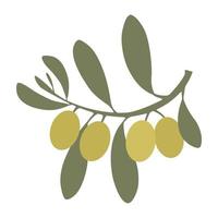 branche d'olivier avec des olives vertes isolées sur fond blanc vecteur