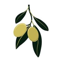 branche d'olivier aux olives vertes isolé sur fond blanc. style plat. illustration vectorielle vecteur