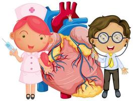 coeur humain avec un personnage de dessin animé de médecin vecteur