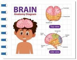 affiche d'information du diagramme du cerveau humain vecteur