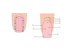 consignes de manucure. illustration vectorielle. vernis à ongles. vecteur