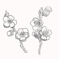 branches de sakura isolées dessinées à la main. illustration vectorielle de fleur en contour noir et plan blanc sur fond blanc. vecteur