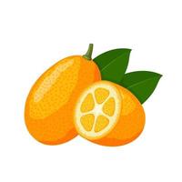 illustration vectorielle, kumquat ou citron japonica, isolé sur fond blanc. vecteur