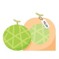 vecteur de melon. melon sur fond blanc. fond d'écran. symbole. création de logos. affiche de melon.