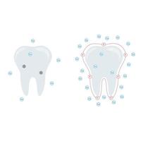 illustration vectorielle. l'effet du calcium et du fluorure sur les dents. vecteur