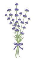 bouquet de fleurs de lavande parfumées fraîches avec un ruban violet. isolé sur fond blanc. illustration vectorielle. vecteur