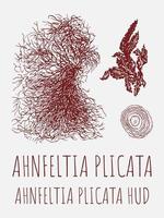 dessins vectoriels d'ahnfeltia. illustration dessinée à la main. nom latin ahnfeltia plicata hud. vecteur