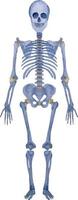 illustration de squelette bleu humain complet aquarelle isolement permanent sur blanc vecteur