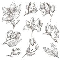 fleur de magnolia en fleurs contour croquis monochrome vecteur