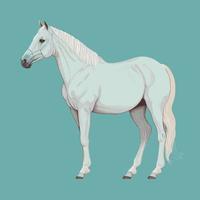 beau cheval blanc adulte debout vecteur