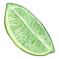 illustration aquarelle de tranche de citron vert frais et juteux. ingrédient d'agrumes pour cocktails et limonades. morceau de fruit tropical, nourriture végétarienne. isolé sur fond blanc. vecteur
