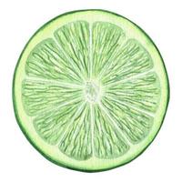 illustration aquarelle de tranche de citron vert frais et juteux. ingrédient d'agrumes pour cocktails et limonades. morceau de fruit tropical, nourriture végétarienne. isolé sur fond blanc. vecteur