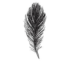 plumes sur fond blanc. style de croquis dessiné à la main. vecteur