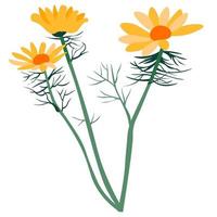 fleur de calendula, fleur de printemps aux herbes médicales vecteur