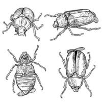 hanneton. ensemble de croquis de hanneton. coléoptère sous différents angles dans le style de gravure. illustration en noir et blanc. tirage à la main. vecteur