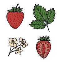 ensemble vectoriel de clipart fraise. icône de baies dessinées à la main. illustration de fruits. pour l'impression, le web, le design, la décoration, le logo.