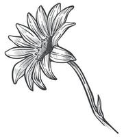 fleur de camomille ou de marguerite en croquis de fleurs vecteur