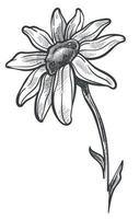 fleur de camomille en fleurs croquis monochrome vecteur