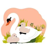 cygne blanc et couvée de cygnet assis sur l'herbe. oiseaux sauvages. illustration vectorielle. impression enfantine vecteur