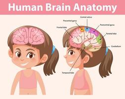 affiche d'information du diagramme du cerveau humain vecteur